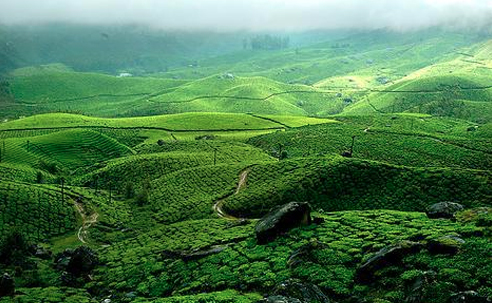 Munnar Hills