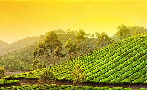Munnar2