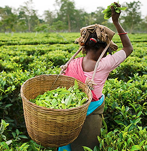 Rajamalai National Park